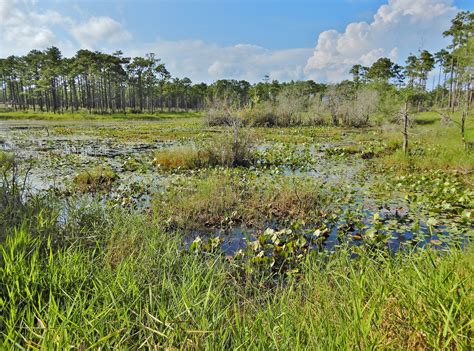 Wetland Project Summaries Nc Dwr North Carolina Wetlands