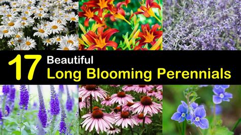 There are many types of perennials, from tender types, which need to be grown in the southern part of the usa, to very hardy perennials that keep coming back after a freezing winter outside. 17 Long Blooming Perennials to Extend Color Throughout the ...