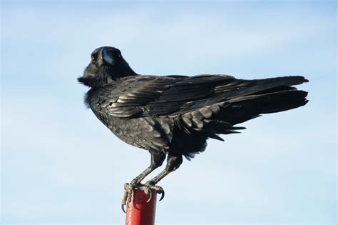 Check spelling or type a new query. Makna Mimpi Burung | Viruscinta18