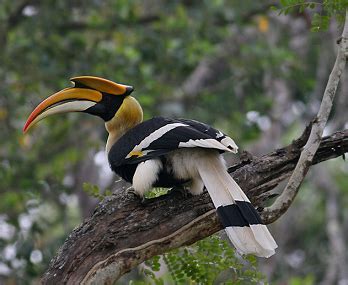 It is one of the 23 official languages of india, spoken by around 37 million people. State bird of Kerala (Great hornbill) - complete detail ...