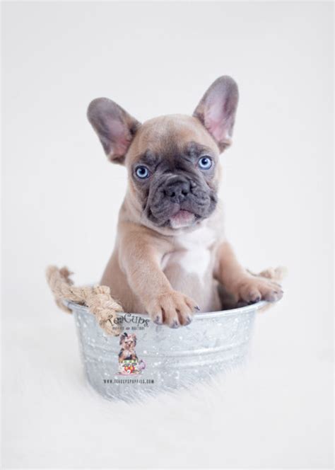 French bulldog frenchie puppies at teacups | teacups. French Bulldog Puppies For Sale by TeaCups, Puppies ...