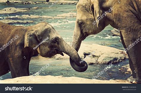 Elephant Kissing Represents Love Sri Lanka Stock Photo 472850839