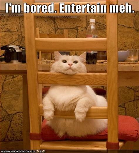 Im Bored Entertain Meh Cheezburger Funny Memes Funny Pictures