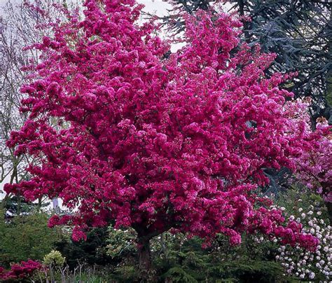 1 Beautiful Profusion Crabapple Tree Etsy