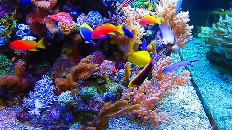 Best Reef Tank In Rhe World Youtube