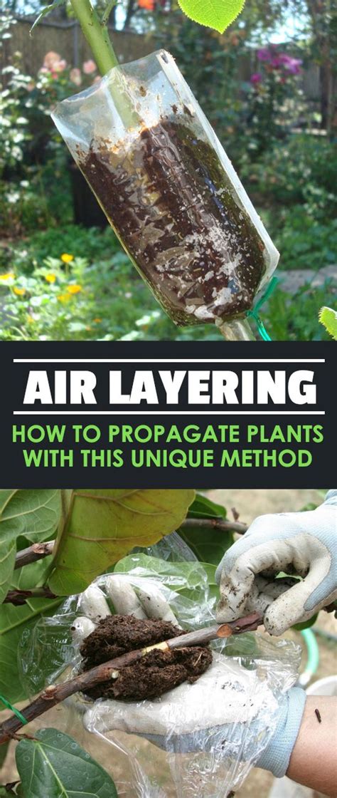 Air Layering How To Propagate Plants With This Unique Method