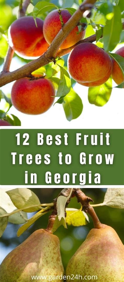 Top 12 Best Fruit Trees To Grow In Georgia In Growing Fruit Trees