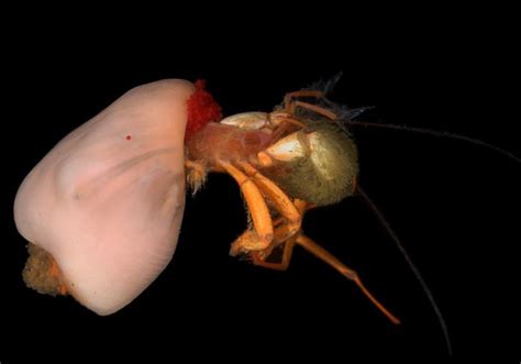 Bizarre Hybrid Deep Sea Creatures Discovered Live Science