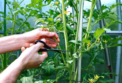 When And How To Prune Tomato Plants For Maximum Yield And Plant Health