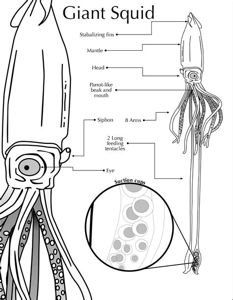 Giant Squid Diagram 2 By Zachhoffner On Deviantart