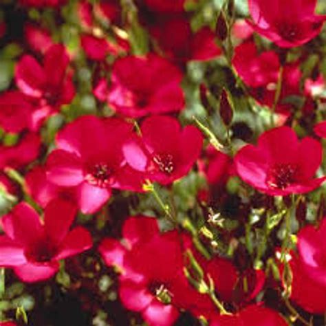 50 Pcs Scarlet Flax Flower Seeds Linum Rubrum Crimson Etsy Canada