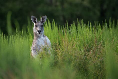 Wildlife Encounters In Australias Outback Exploring The Wild