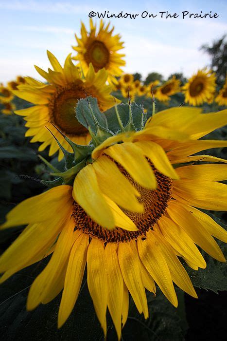 Kansas Sunflowers Window On The Prairie