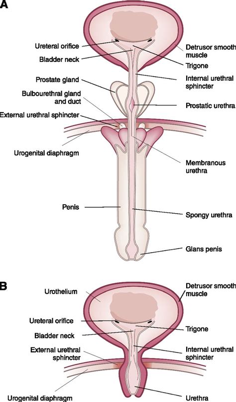 Urinary Tract Diagram Female General Wiring Diagram