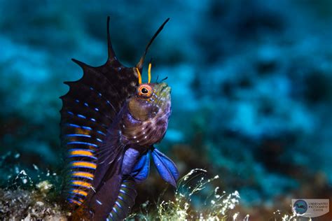 Photographing Signal Blennies Underwater Photography Guide