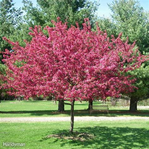 10 Great Trees To Consider Planting In Your Yard This