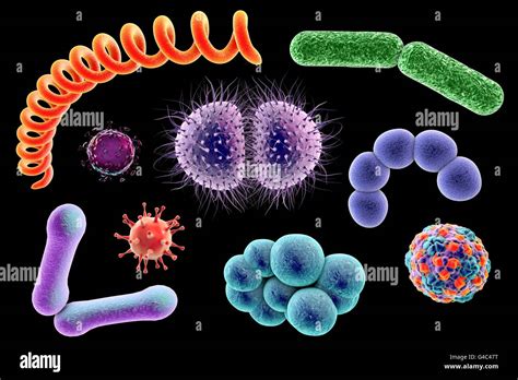 Different Types Of Bacteria Names