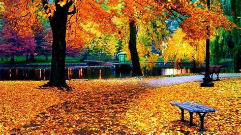 Autumn Leaves At The Park Path Wallpapers Wallpaper Cave