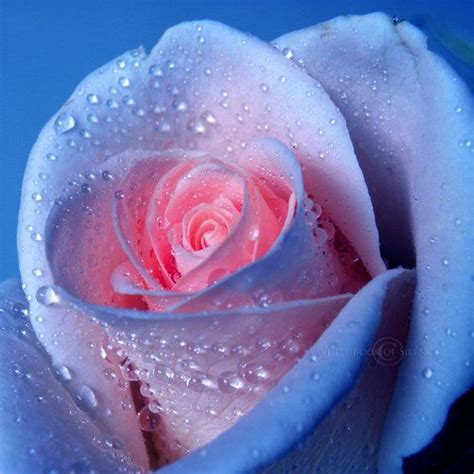 Blue Pink Beauty Shared By Cara Sposa On We Heart It Rose Seeds