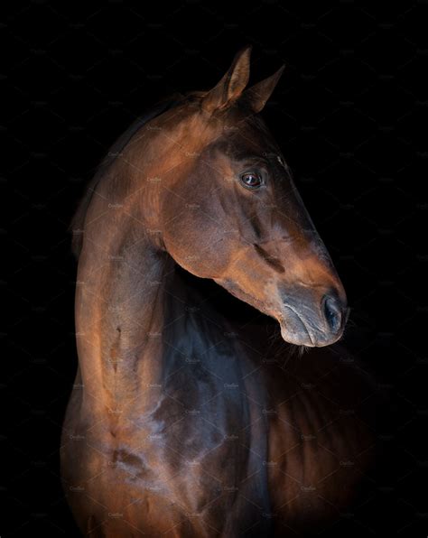 Thoroughbred Horse Portrait Containing Thoroughbred Horse And