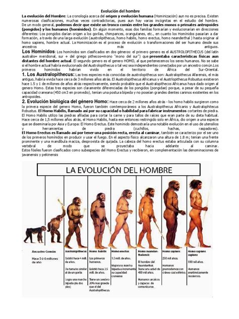 Evolcuion Del Hombre Homo Evolución Humana
