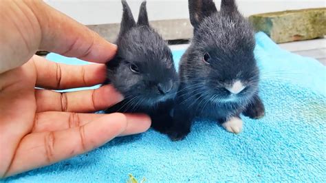 Rabbit Growth Cute Baby Rabbits Growing Up Animals Youtube