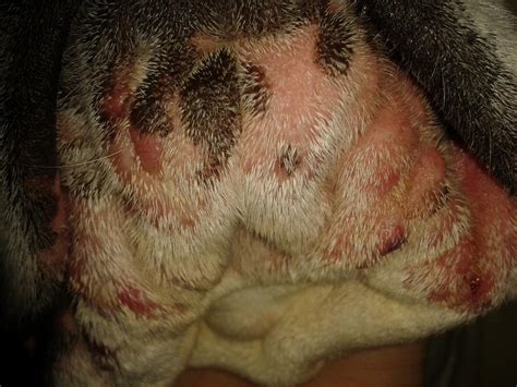 Rash Under Chin Boxer Forum Boxer Breed Dog Forums