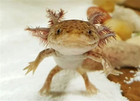 300 Most Adorable And Cute Axolotl Names