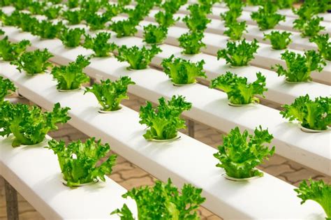 10 Tanaman Sayur Hidroponik yang Bisa Ditanam di Rumah