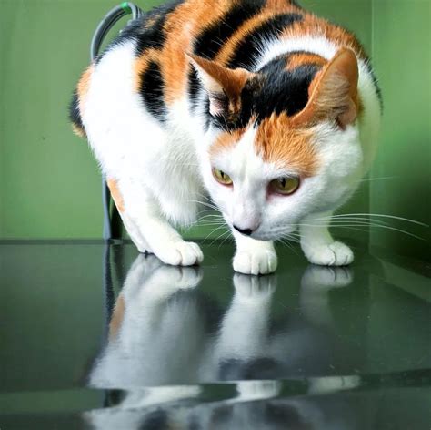 The calico cat became a celebrity, causing a 17% increase in station traffic. Cute Pictures of Calico Cats and Kittens
