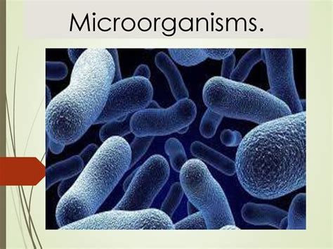 Advantages And Disadvantages Of Microorganisms Javatpoint