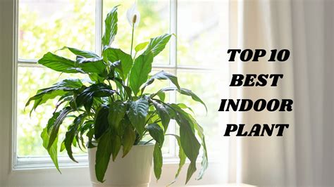 Top 10 Best Indoor Plants And Their Benefit