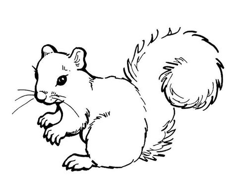 67 Dessins De Coloriage écureuil à Imprimer Sur Page 2