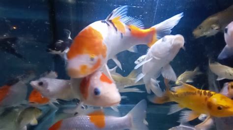 Ikan koi biasanya dipelihara pada kolam ikan yg diletakkan di taman. Keindahan Ikan koi dan gurame di aquarium - YouTube