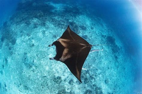 Rays The Great 8 Southern Great Barrier Reef Day Tours