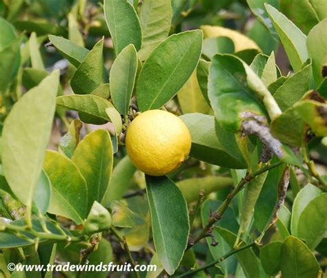 Key Lime Citrus Aurantifolia