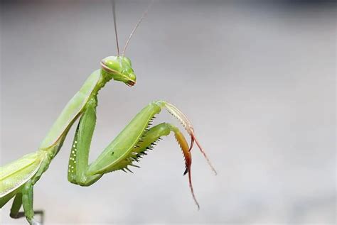 European Mantis Mantis Religiosa Care Info Facts And Pictures