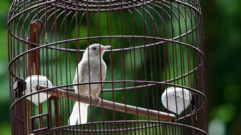 How To Build A Bird Cage Or Mini Aviary 11 Step Guide Pet Loves Best