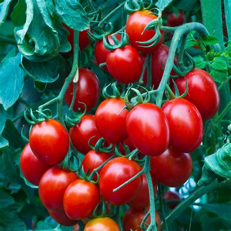 Tomato Seeds Small Red Cherry Vegetable Seeds In Packets And Bulk