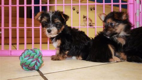 Puppies For Sale Local Breeders Adorable Chorkie Puppies For Sale