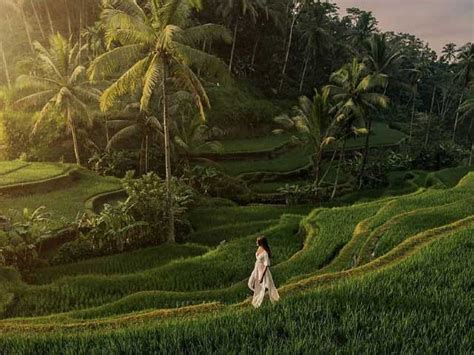 Keindahan Sawah Terasering Wisata Tegalalang Ubud Info Bali