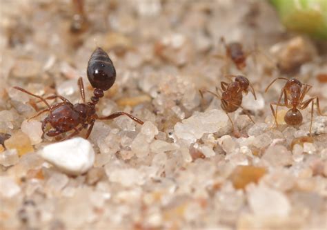 Crazy Ants Dominate Fire Ants By Neutralizing Their Venom