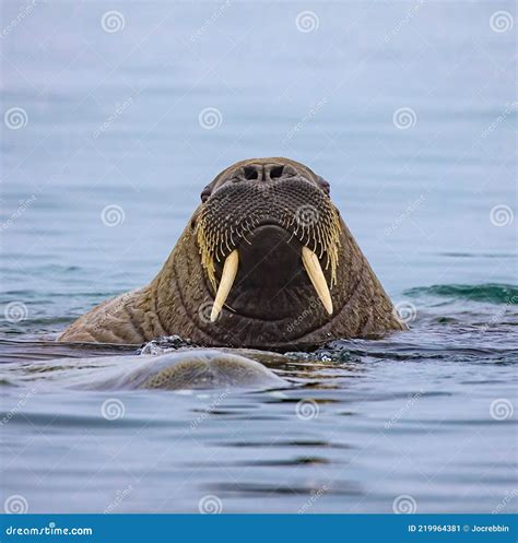 Female Walrus Royalty Free Stock Photography 72570917
