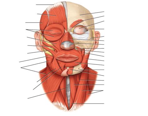 Muscles de la face anterieure du trone.gif 1,031 × 1,644; Anterior face muscles - PurposeGames