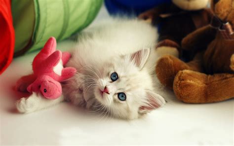 Cute Kitten Desktop Wallpaper 60 Images