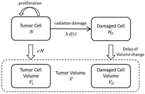 Ijms Free Full Text Mathematical Model For Evaluation Of Tumor