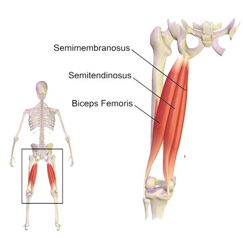The deep muscles that impact leg movement are generally smaller that those that are directly some are small in length, and others are thinner and less bulky than muscles that extend or flex the knee or. Muscles of the hips and thighs | Human Anatomy and Physiology Lab (BSB 141)
