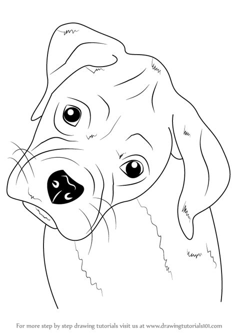 Is it ok to have a boxer dog? Learn How to Draw Boxer Puppy Face (Farm Animals) Step by ...