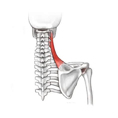 Learn More About The Levator Scapulae Muscles Pure Posture