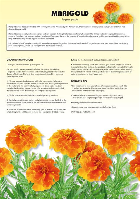 Maintain an even moisture level by misting between waterings if plant the marigold seeds about 1/8 inch deep. Seed Kits Flowers - Instructions - TotalGreen Holland